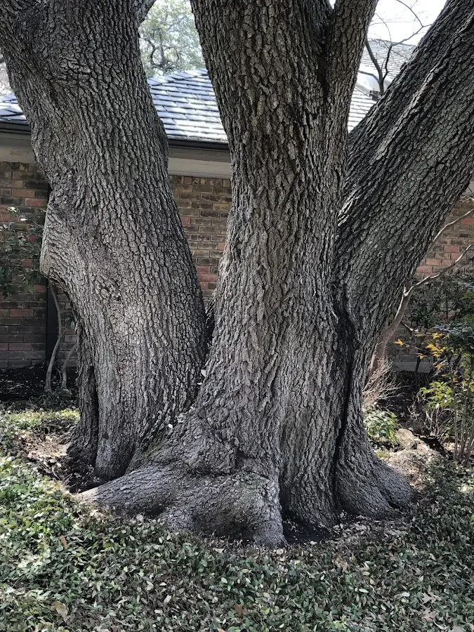 Mature heritage tree close to a Sod property cared for by certified arborists