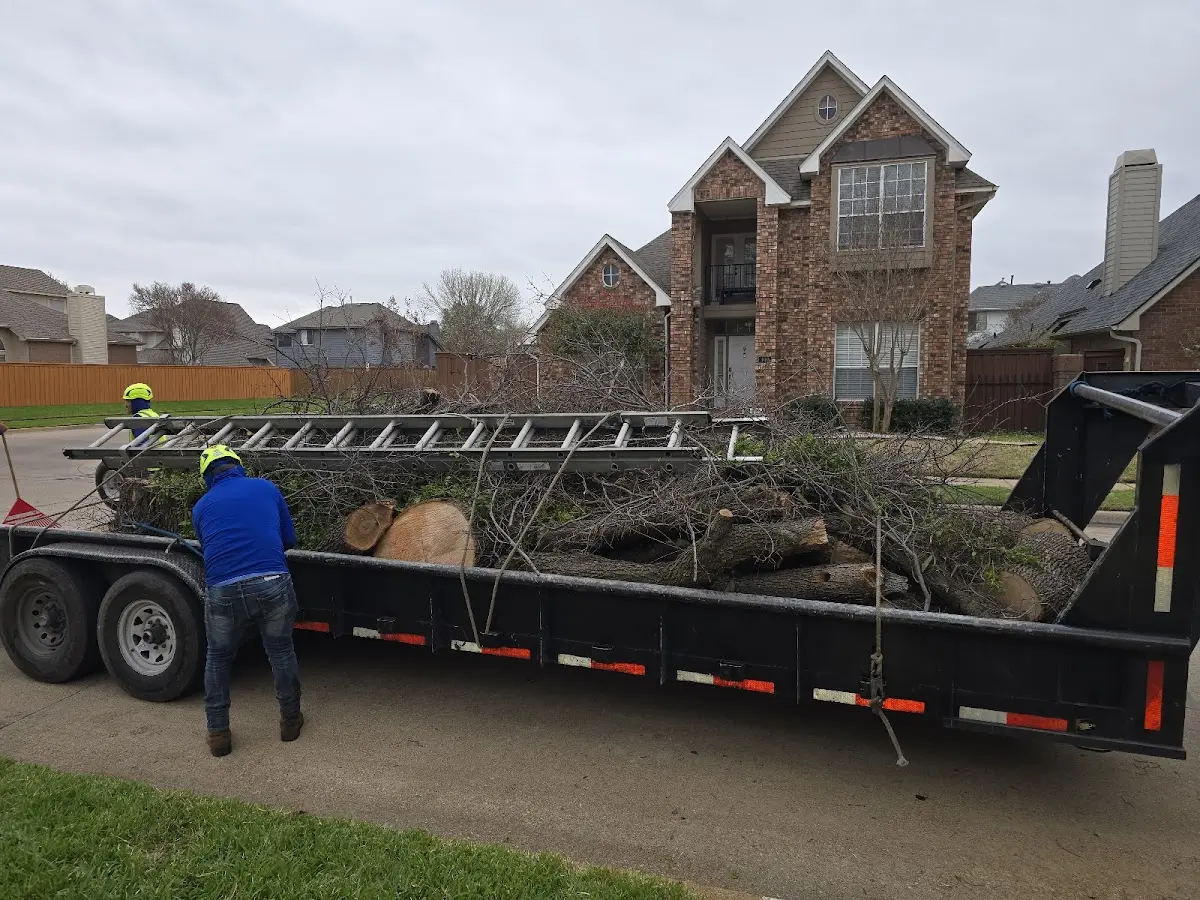 Expert Tree Removal with proper safety equipment in Sod